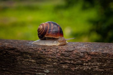 Bir salyangoz yeşilliğin arka planında ağaçta sürünür.