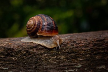 Bir salyangoz yeşilliğin arka planında ağaçta sürünür.
