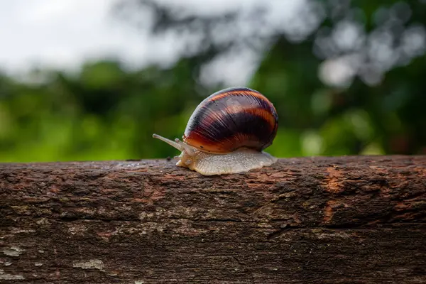 Snail Crawls Tree Background Greenery — Stock Photo, Image