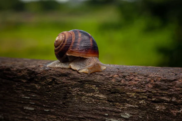 Snail Crawls Tree Background Greenery — Stock Photo, Image