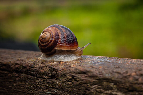 A snail crawls on a tree against a background of greenery