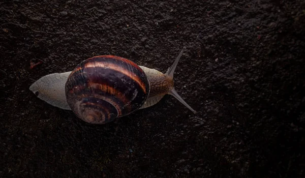Snail Crawls Ground Rain — Stock Photo, Image
