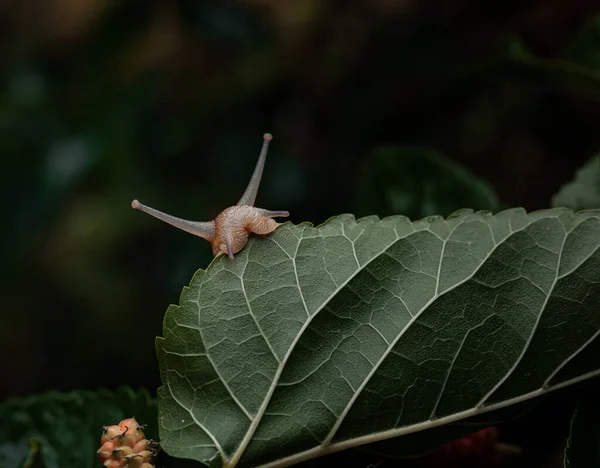 Snail Bites Leaf Mulberry Tree — Stock Photo, Image