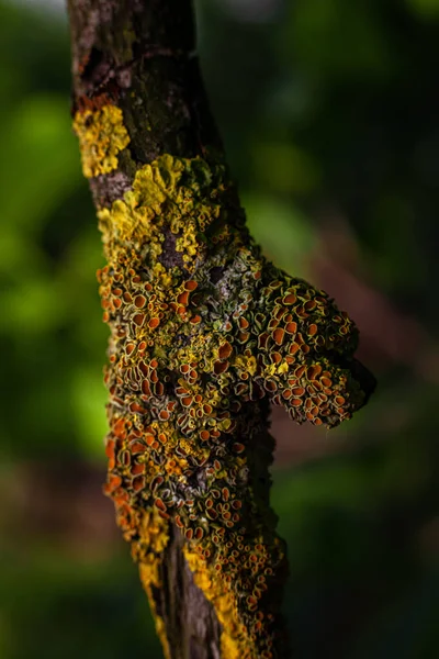 Lichen Kmeni Stromu Různých Barev Tvarů — Stock fotografie