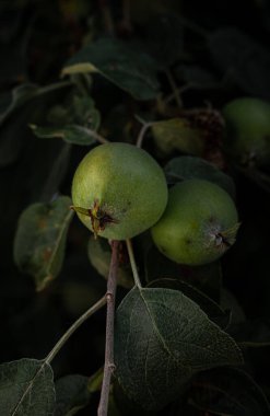 Olgunlaşmamış yeşil elmalar yaprakların arasında bir ağaç dalında