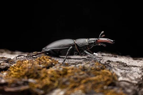 stock image Young stag beetle on tree bark macro