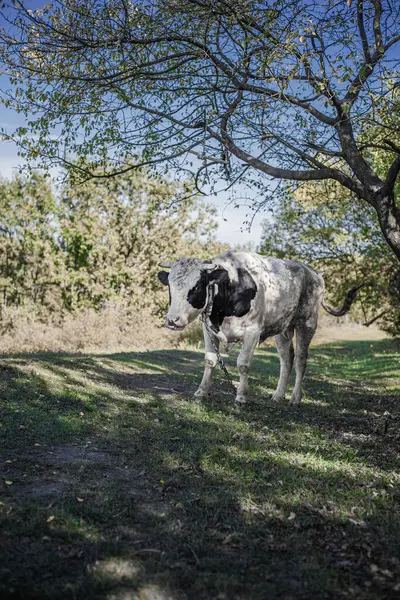Ein Weißer Stier Mit Schwarzen Flecken Weidet Auf Dem Rasen — Stockfoto