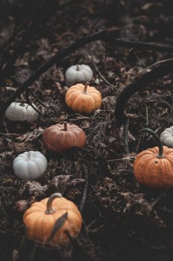 Balkabağı şeklinde mum ormandaki yaprakların ve yosunların arka planında