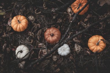 Balkabağı şeklinde mum ormandaki yaprakların ve yosunların arka planında