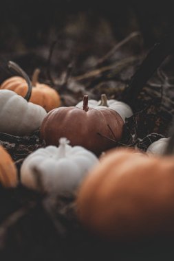 Balkabağı şeklinde mum ormandaki yaprakların ve yosunların arka planında