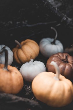 Balkabağı şeklinde mum ormandaki yaprakların ve yosunların arka planında