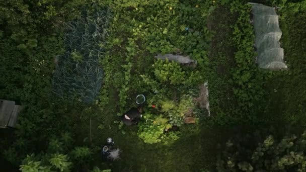 Αεροφωτογραφία Μιας Γυναίκας Κηπουρικής Στην Αυλή Της — Αρχείο Βίντεο