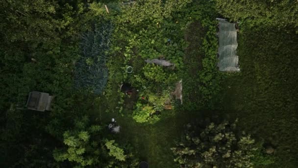 Aerial View Woman Gardening Her Backyard — Stock Video