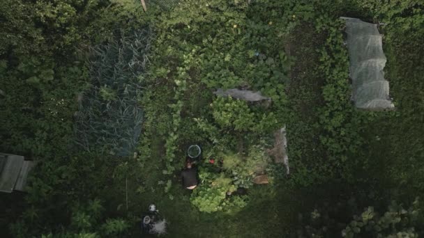 Вид Воздуха Садоводческую Женщину Заднем Дворе — стоковое видео