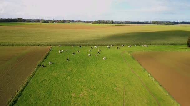 Zemědělské Farmy Venkově Severozápadní Francie Vysoce Kvalitní Video — Stock video