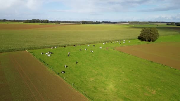 Mezőgazdaság Gazdaságok Vidéken Északnyugat Franciaországban Kiváló Minőségű Videó — Stock videók