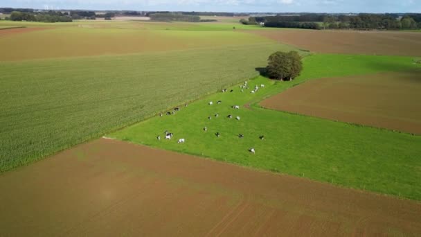 Fazendas Agrícolas Campo Noroeste França Vídeo Alta Qualidade — Vídeo de Stock