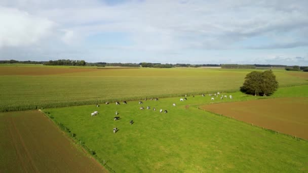法国西北部农村的农场 高质量的视频 — 图库视频影像