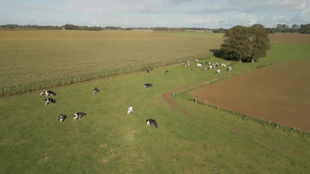 Landbouwbedrijven Het Platteland Van Noordwest Frankrijk Hoge Kwaliteit Video — Stockvideo