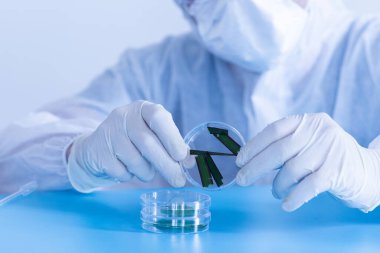 Üretim hattı ilaç endüstrisi. İlaç, ilaç ve ilaç imalatı, ilaç. Laboratuvar Petri kabı şeffaf biyoloji tesisi yeşil mavi arkaplan