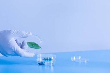 Üretim hattı ilaç endüstrisi. İlaç, ilaç ve ilaç imalatı, ilaç. Laboratuvar Petri kabı şeffaf biyoloji tesisi yeşil mavi arkaplan