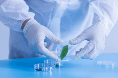 Üretim hattı ilaç endüstrisi. İlaç, ilaç ve ilaç imalatı, ilaç. Laboratuvar Petri kabı şeffaf biyoloji tesisi yeşil mavi arkaplan