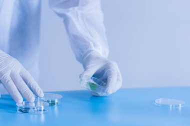 Üretim hattı ilaç endüstrisi. İlaç, ilaç ve ilaç imalatı, ilaç. Laboratuvar Petri kabı şeffaf biyoloji tesisi yeşil mavi arkaplan