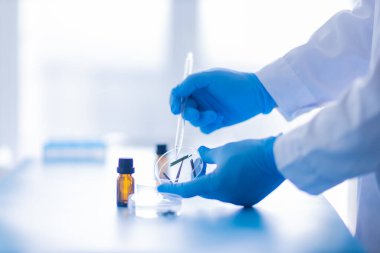 Üretim hattı ilaç endüstrisi. İlaç, ilaç ve ilaç imalatı, ilaç. Laboratuvar eldivenleri mavi petri kabı