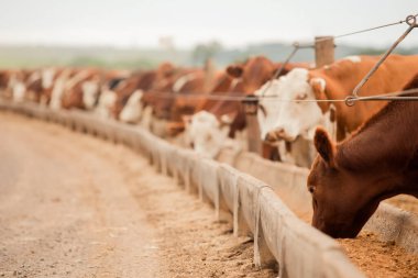 Çiftlik hayvanlarının hava manzarası sığır inekleri kara angus. 
