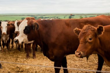 Çiftlik hayvanlarının hava manzarası sığır inekleri kara angus. 