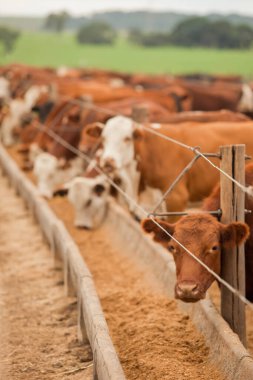 Çiftlik hayvanlarının hava manzarası sığır inekleri kara angus. 