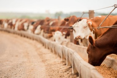 Çiftlik hayvanlarının hava manzarası sığır inekleri kara angus. 