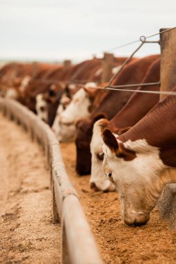 Çiftlik hayvanlarının hava manzarası sığır inekleri kara angus. 