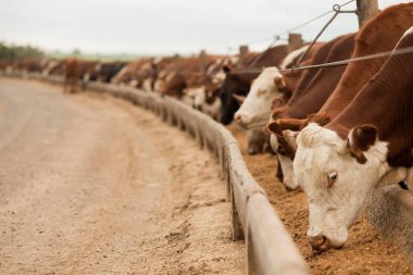 Çiftlik hayvanlarının hava manzarası sığır inekleri kara angus. 
