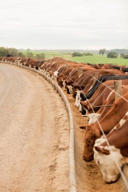 Çiftlik hayvanlarının hava manzarası sığır inekleri kara angus. 