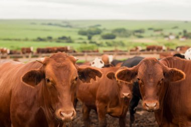 Çiftlik hayvanlarının hava manzarası sığır inekleri kara angus. 