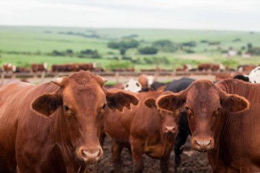 Çiftlik hayvanlarının hava manzarası sığır inekleri kara angus. 