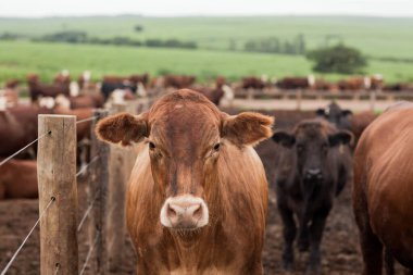 Çiftlik hayvanlarının hava manzarası sığır inekleri kara angus. 
