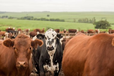 Çiftlik hayvanlarının hava manzarası sığır inekleri kara angus. 