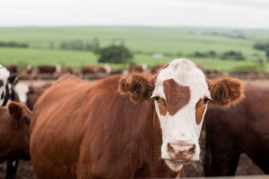 Çiftlik hayvanlarının hava manzarası sığır inekleri kara angus. 