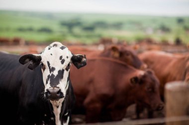 Çiftlik hayvanlarının hava manzarası sığır inekleri kara angus. 