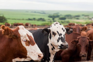 Çiftlik hayvanlarının hava manzarası sığır inekleri kara angus. 