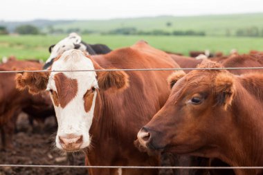 Çiftlik hayvanlarının hava manzarası sığır inekleri kara angus. 