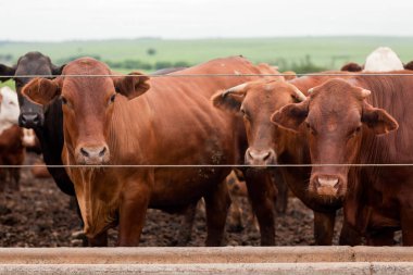 Çiftlik hayvanlarının hava manzarası sığır inekleri kara angus. 