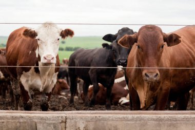 Çiftlik hayvanlarının hava manzarası sığır inekleri kara angus. 