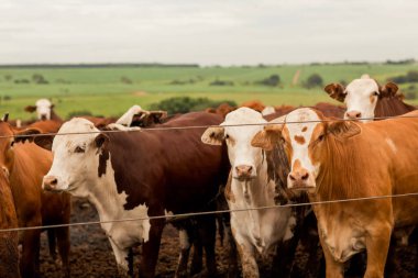Çiftlik hayvanlarının hava manzarası sığır inekleri kara angus. 