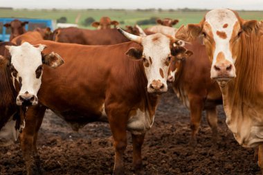 Çiftlik hayvanlarının hava manzarası sığır inekleri kara angus. 