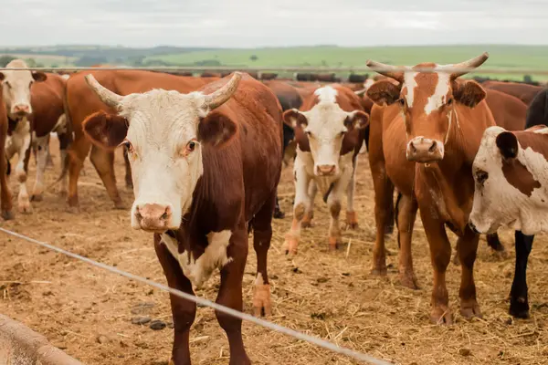 Çiftlik hayvanlarının hava manzarası sığır inekleri kara angus. 