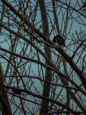Ramas de arbol en dia oscuro
