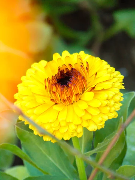 bahçede sarı çiçek